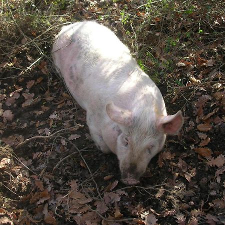 Affittacamere La Fornace Rigomagno Exterior foto
